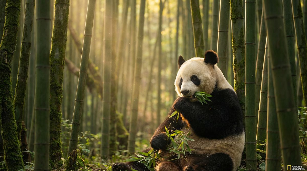 91动物写真视频社区